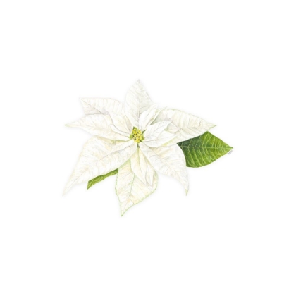 Picture of HOME FOR THE HOLIDAYS ICON XIII-WHITE POINSETTA 1