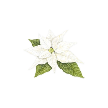 Picture of HOME FOR THE HOLIDAYS ICON XIV-WHITE POINSETTA 2