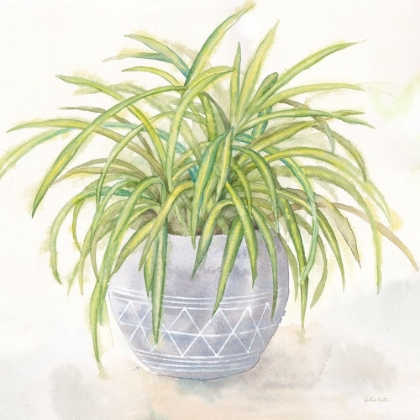 Picture of HOUSEPLANT II-SPIDER PLANT