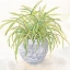 Picture of HOUSEPLANT II-SPIDER PLANT