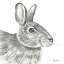 Picture of WATERCOLOR PENCIL FOREST II-RABBIT
