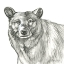 Picture of WATERCOLOR PENCIL FOREST V-BEAR