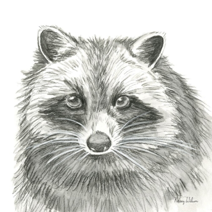 Picture of WATERCOLOR PENCIL FOREST VI-RACCOON