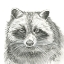 Picture of WATERCOLOR PENCIL FOREST VI-RACCOON