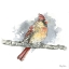 Picture of BIRDS AND BRANCHES II-FEMALE CARDINAL