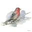 Picture of BIRDS AND BRANCHES IV-HOUSE FINCH