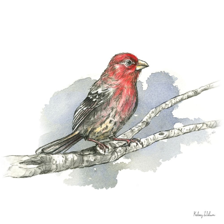 Picture of BIRDS AND BRANCHES IV-HOUSE FINCH