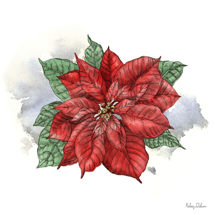 Picture of WINTER POINSETTA I