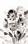 Picture of SIMPLE BLACK DAISIES