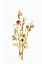 Picture of GOLDEN PINK BLOSSOMS