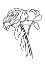 Picture of HAND SKETCH ROSES III