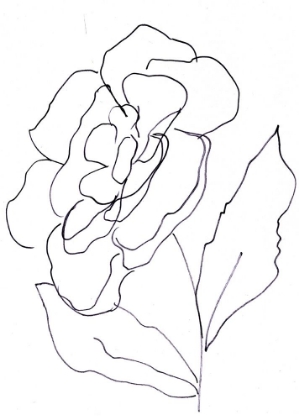 Picture of HAND SKETCH MAGNOLIA II