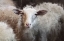 Picture of SHEEPS FLOCK