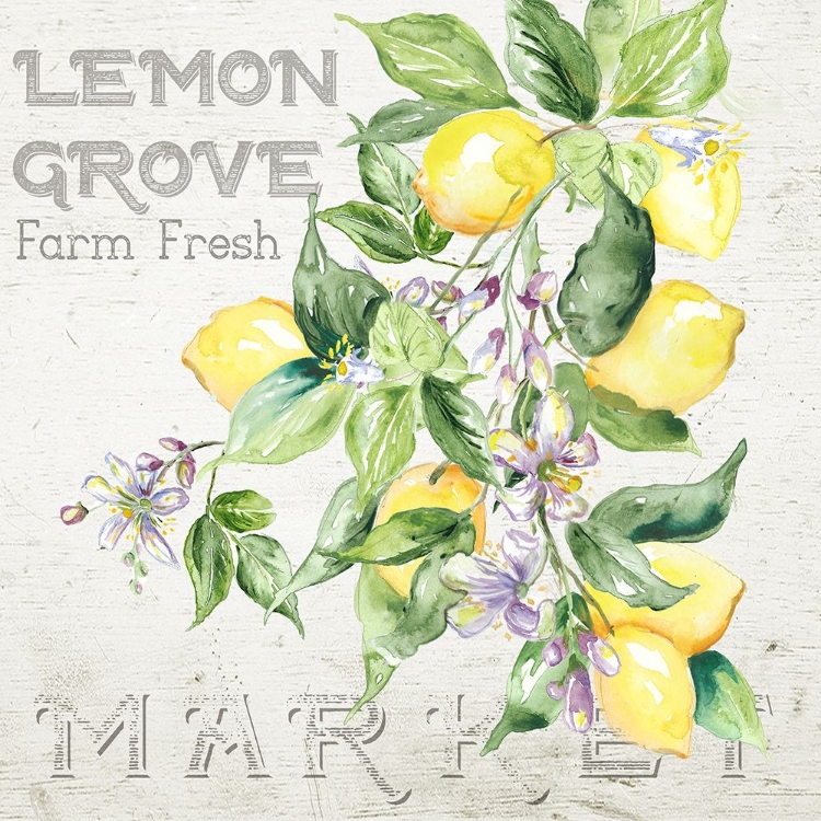 Picture of LEMON  GROVE II