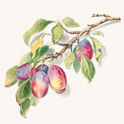 Picture of A BRANCH OF RIPE PLUMS