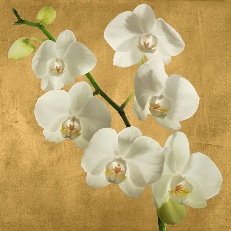 Picture of ORCHIDS ON A GOLDEN BACKGROUND I