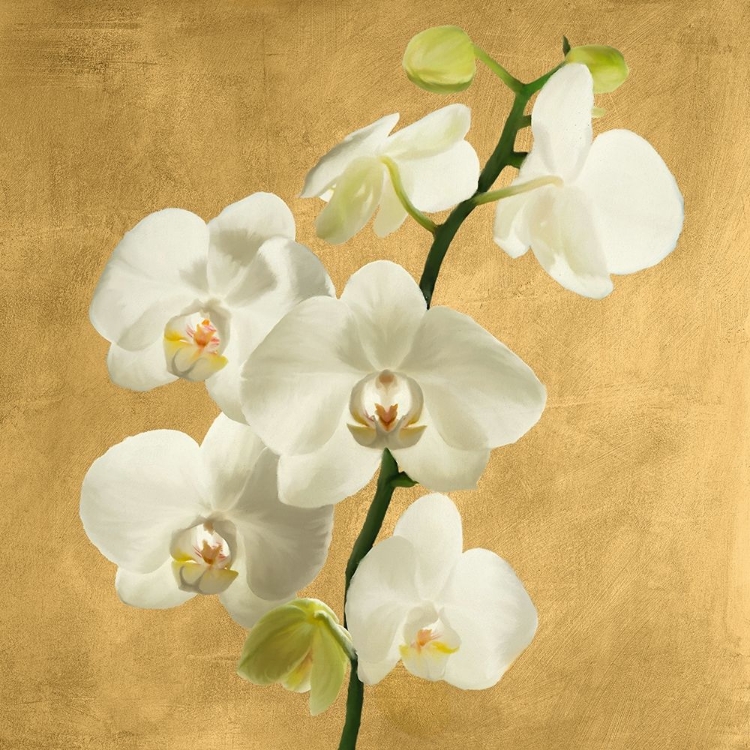 Picture of ORCHIDS ON A GOLDEN BACKGROUND II