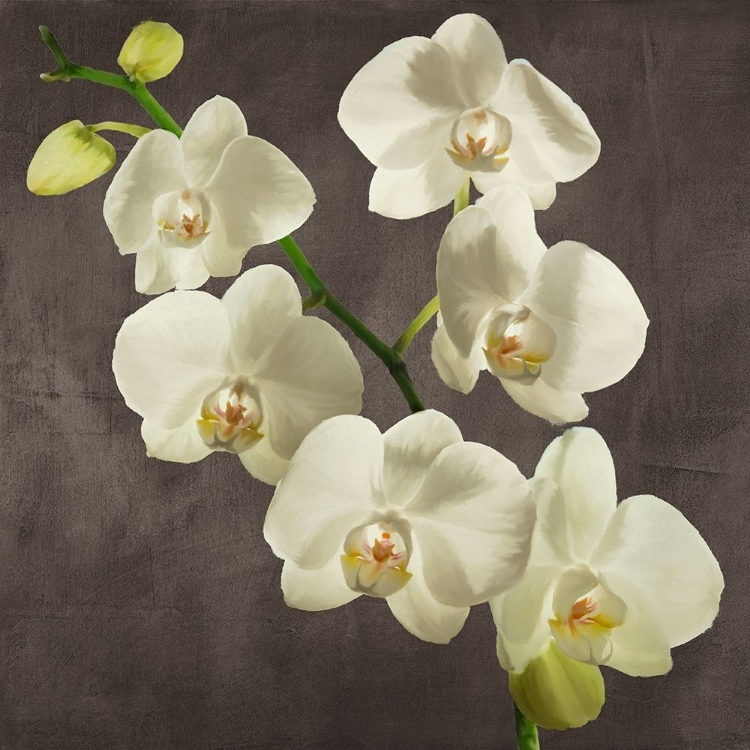 Picture of ORCHIDS ON GREY BACKGROUND I
