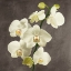 Picture of ORCHIDS ON GREY BACKGROUND II