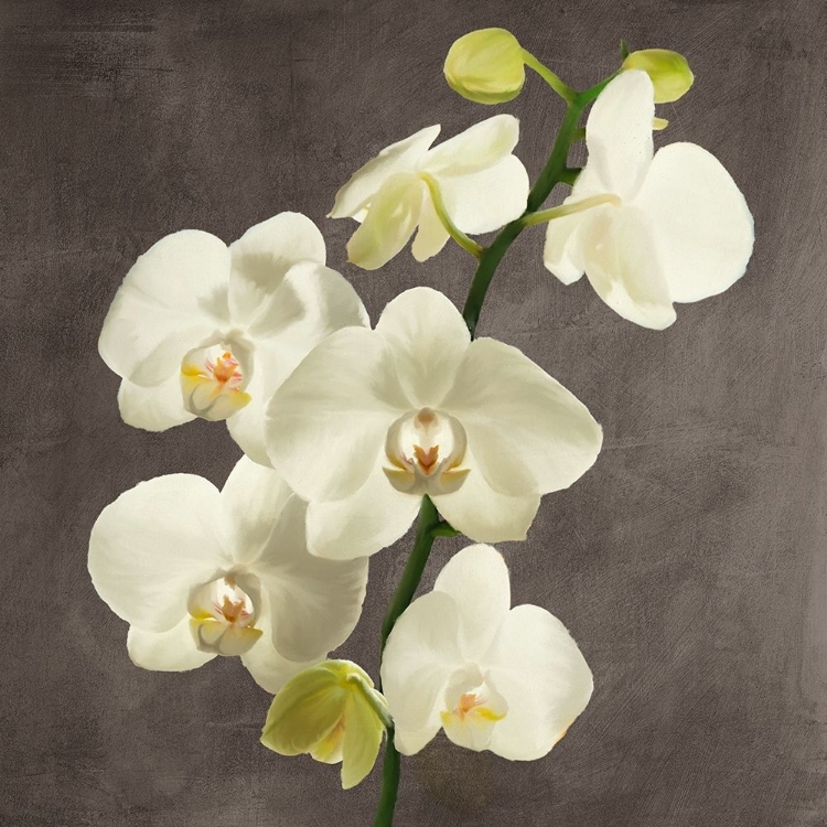 Picture of ORCHIDS ON GREY BACKGROUND II