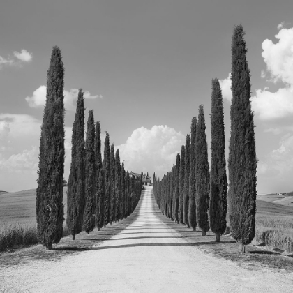 Picture of CYPRESS ALLEY- SAN QUIRICO DORCIA- TUSCANY (DETAIL)