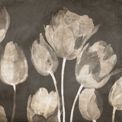 Picture of WASHED TULIPS II