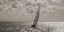 Picture of SAILING (DETAIL)