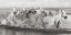 Picture of HERD OF HORSES- CAMARGUE