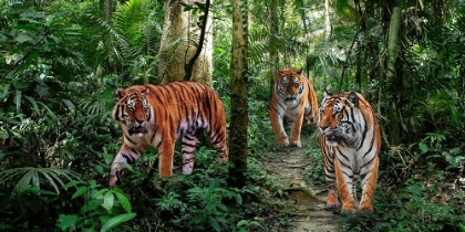 Picture of BENGAL TIGERS (DETAIL)