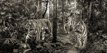 Picture of BENGAL TIGERS (DETAIL- BW)