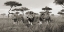 Picture of BROTHERS- MASAI MARA- KENYA (DETAIL)