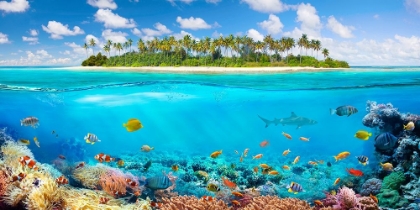 Picture of THE CORAL REEF