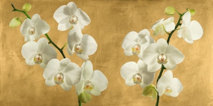 Picture of ORCHIDS ON A GOLDEN BACKGROUND