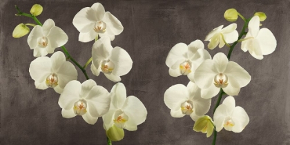 Picture of ORCHIDS ON GREY BACKGROUND