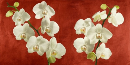 Picture of ORCHIDS ON RED BACKGROUND
