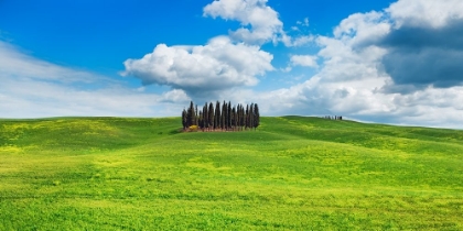 Picture of CYPRESSES- VAL DORCIA- TUSCANY (DETAIL)