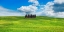 Picture of CYPRESSES- VAL DORCIA- TUSCANY (DETAIL)