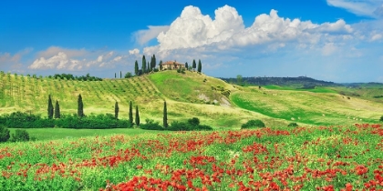 Picture of FARMHOUSE WITH CYPRESSES AND POPPIES- VAL DORCIA- TUSCANY 