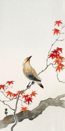 Picture of JAPANESE JAY ON MAPLE