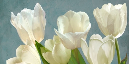 Picture of WHITE TULIPS ON BLUE