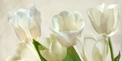 Picture of WHITE TULIPS (DETAIL)