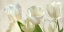 Picture of WHITE TULIPS (DETAIL)