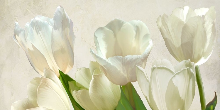 Picture of WHITE TULIPS (DETAIL)