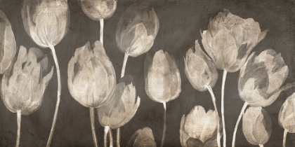 Picture of WASHED TULIPS