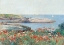 Picture of POPPIES- ISLES OF SHOALS