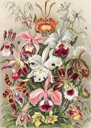 Picture of ORCHIDAEACAE