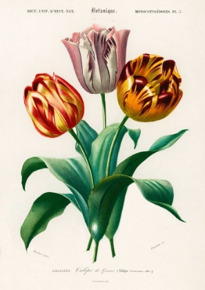 Picture of DIDIERS TULIP 