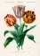 Picture of DIDIERS TULIP 