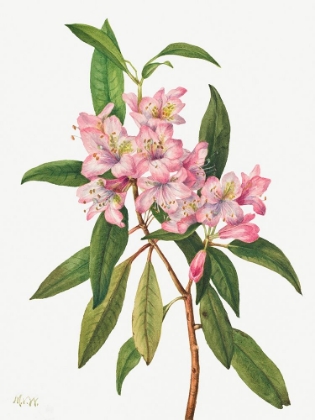 Picture of ROSE BAY RHODODENDRON-1932