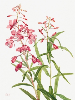 Picture of FIREWEED-1902